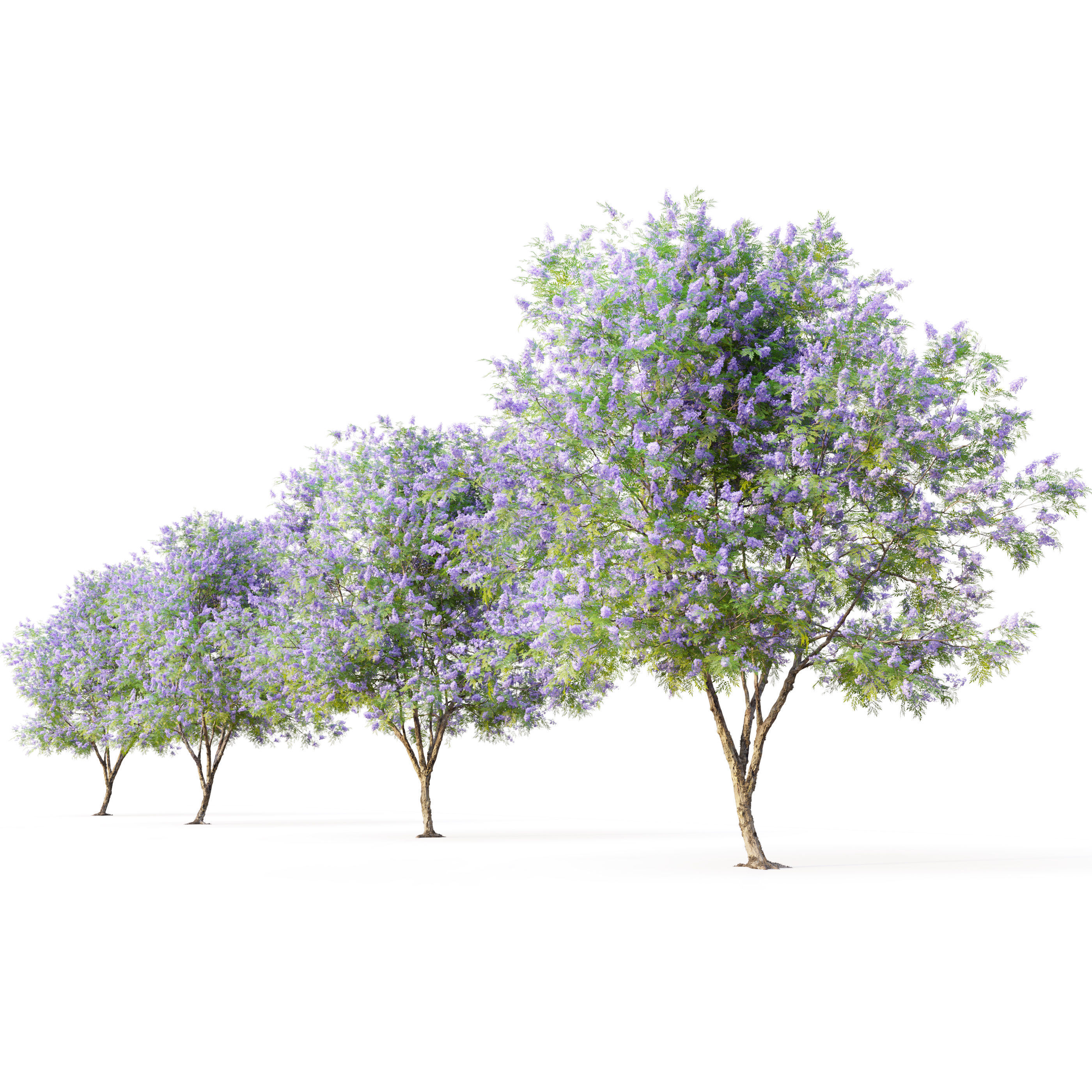 Jacaranda tree 3D model_3