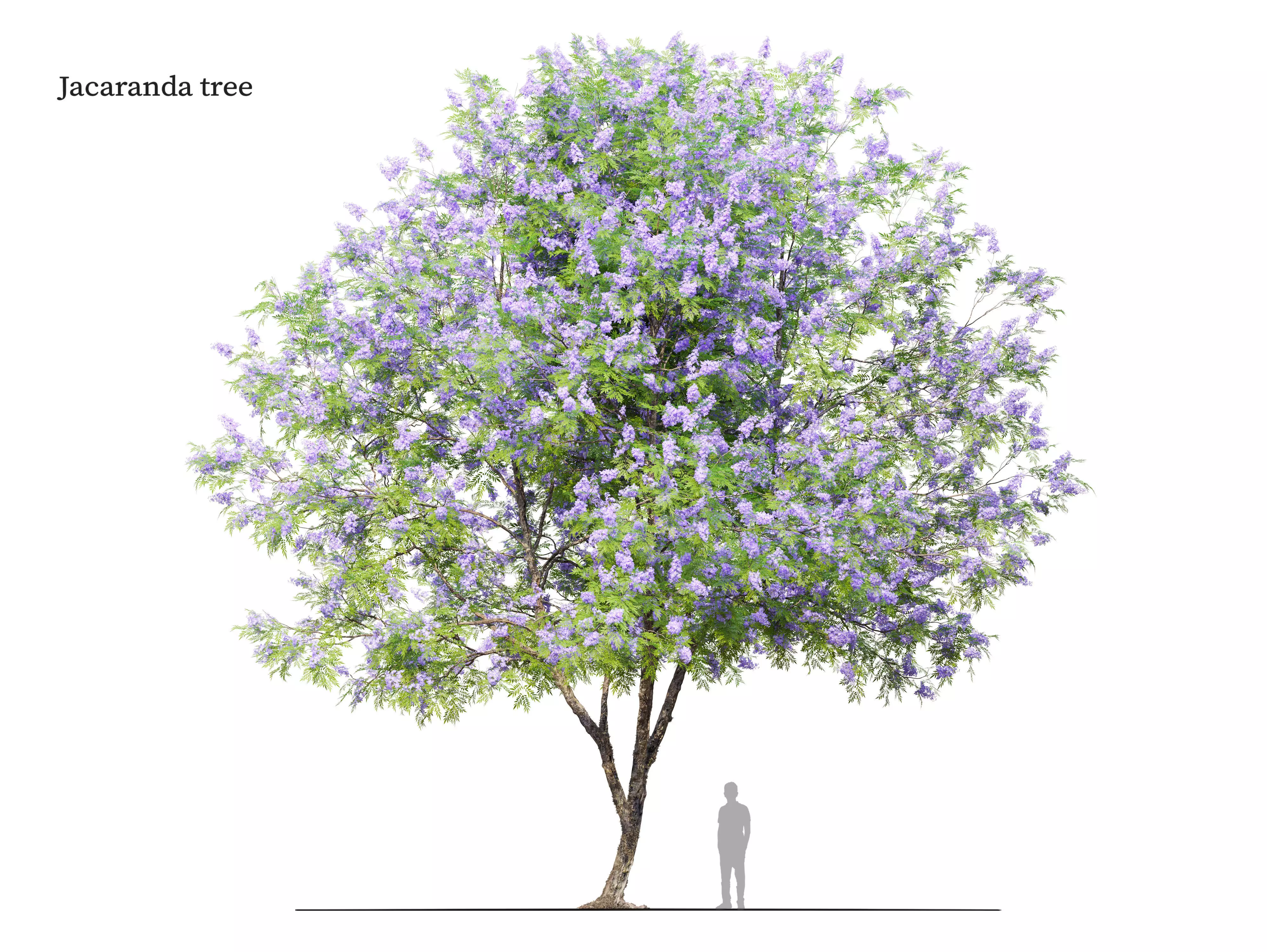 Jacaranda tree 3D model_0
