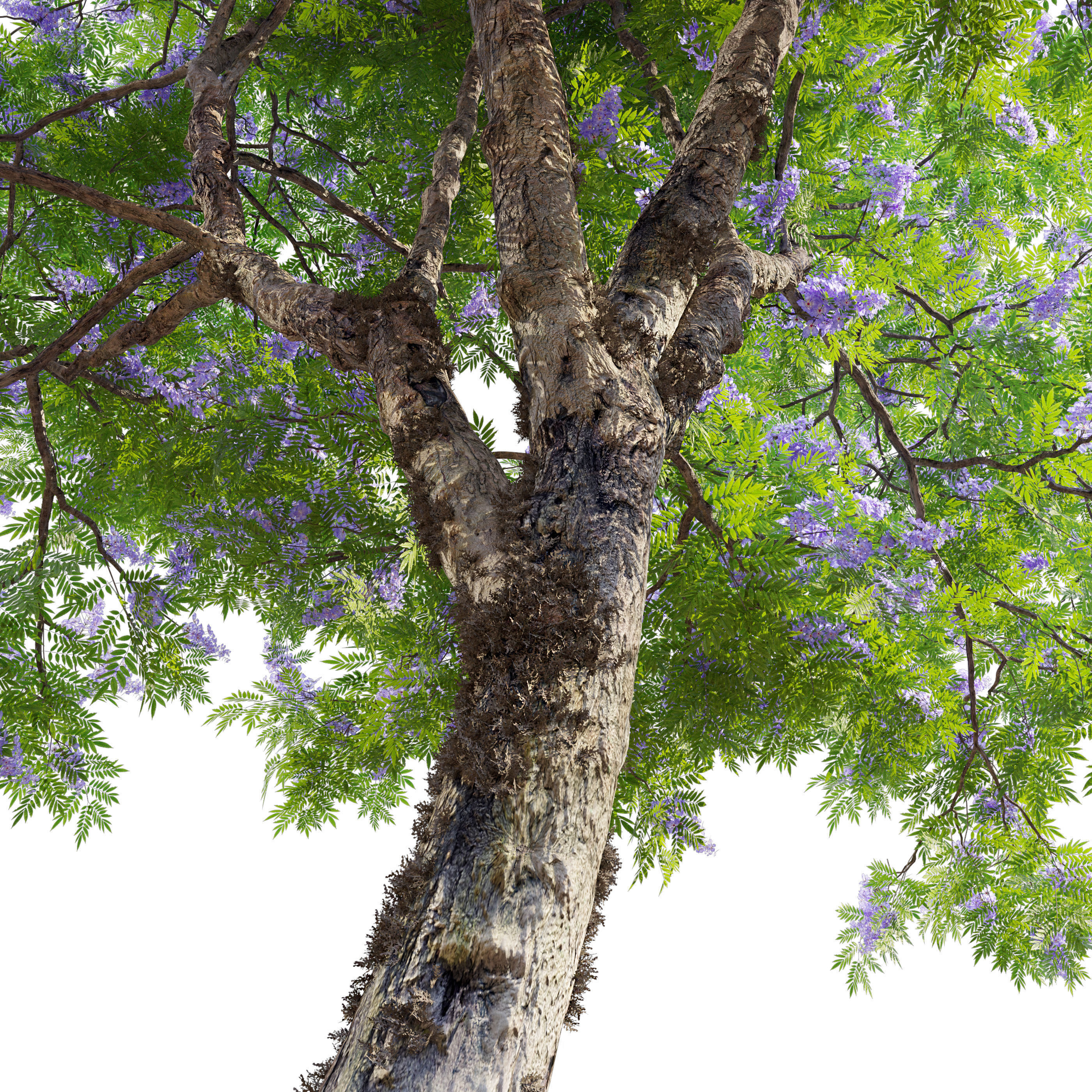Jacaranda tree 3D model_2
