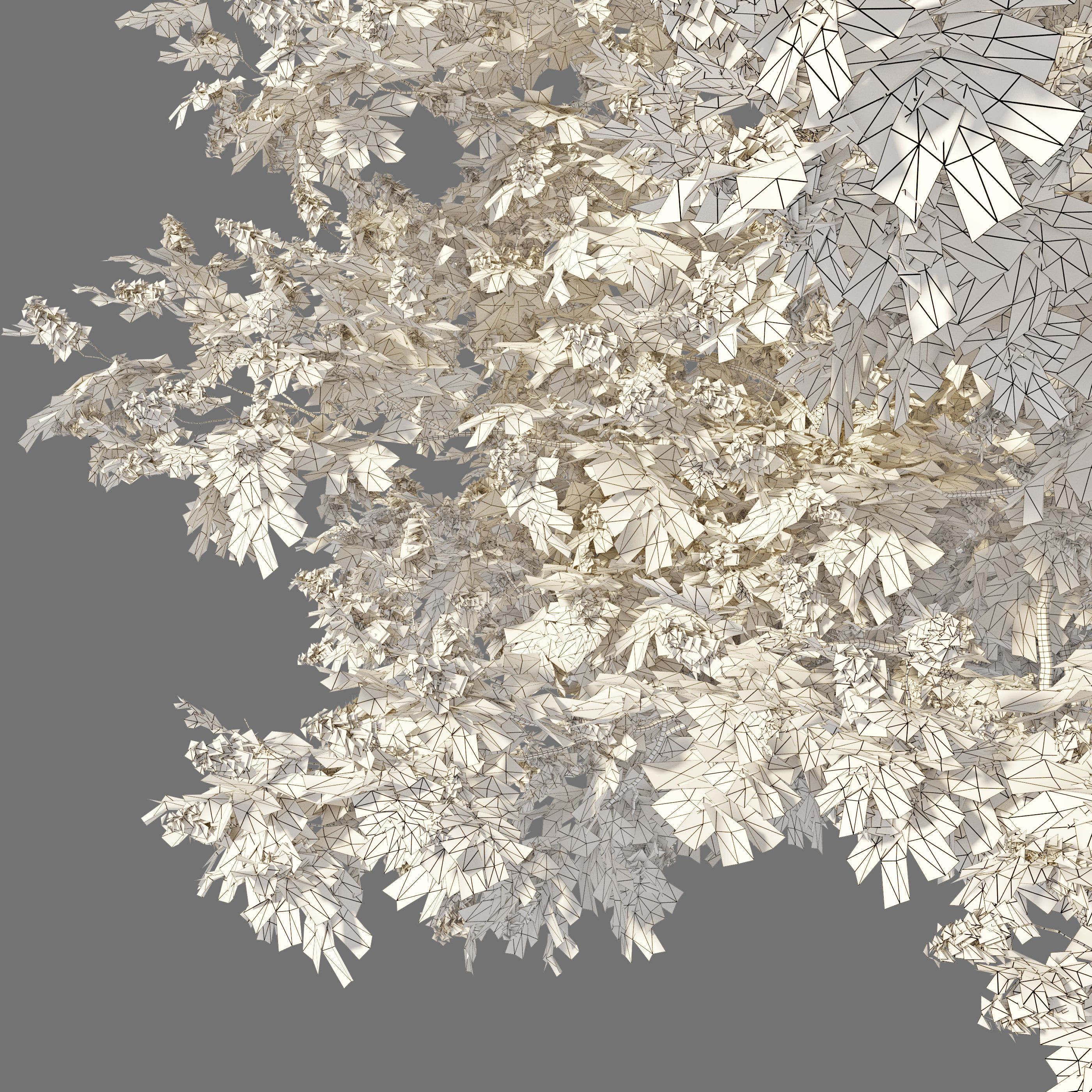 Jacaranda tree 3D model_4