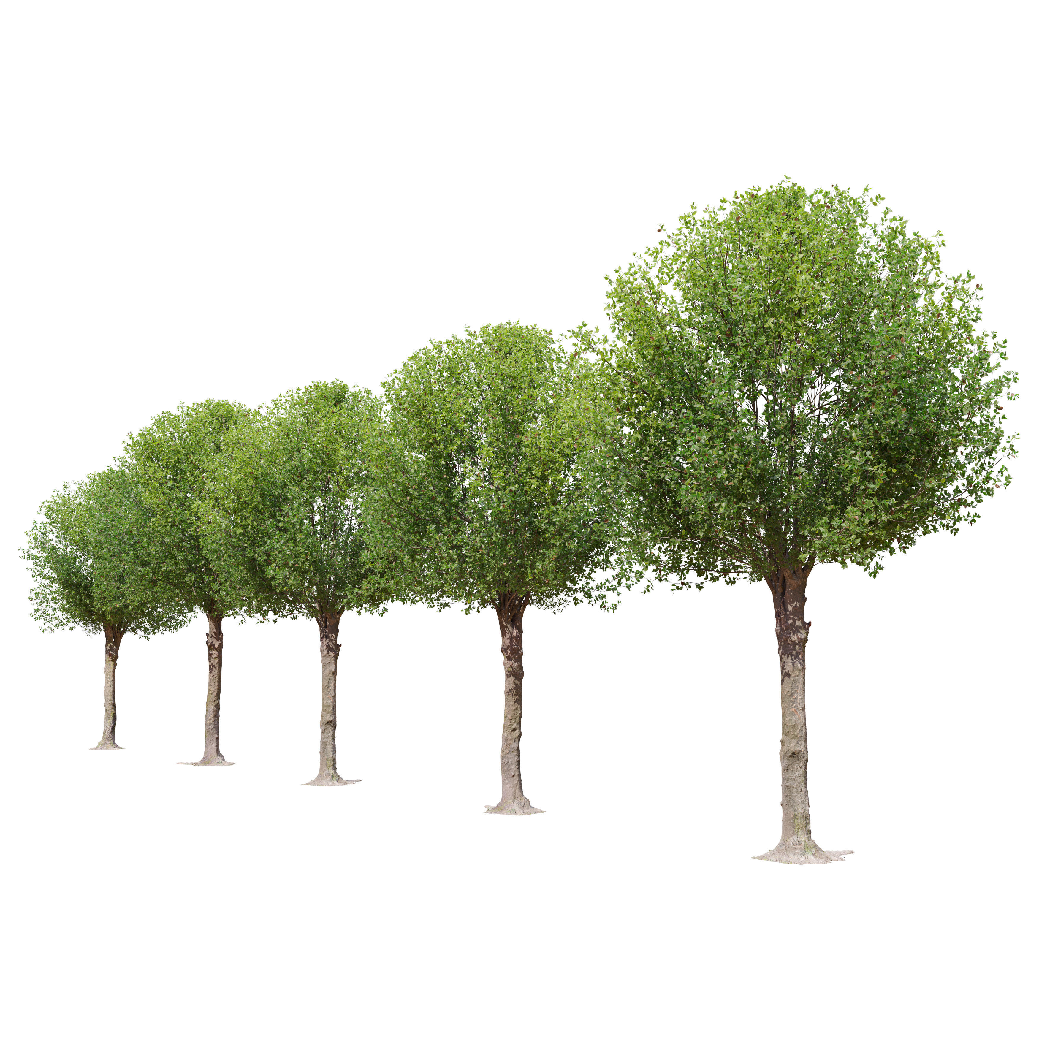 Round shape tree 3D model_1