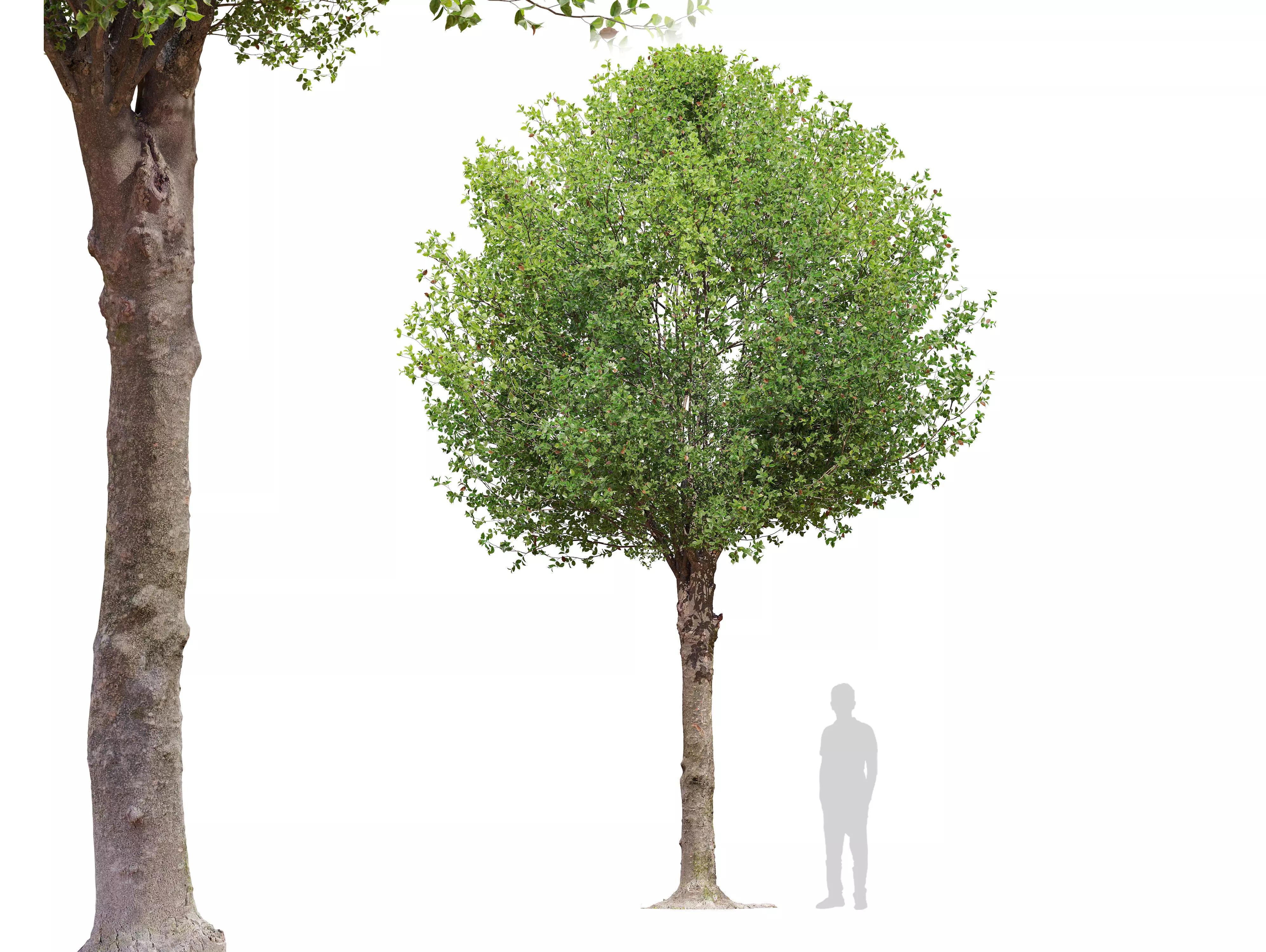 Round shape tree 3D model_0