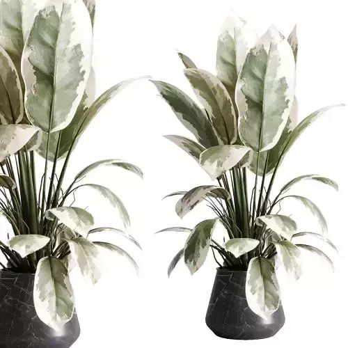 Ficus elastica - Ficus rubber indoor plant 560 3D model