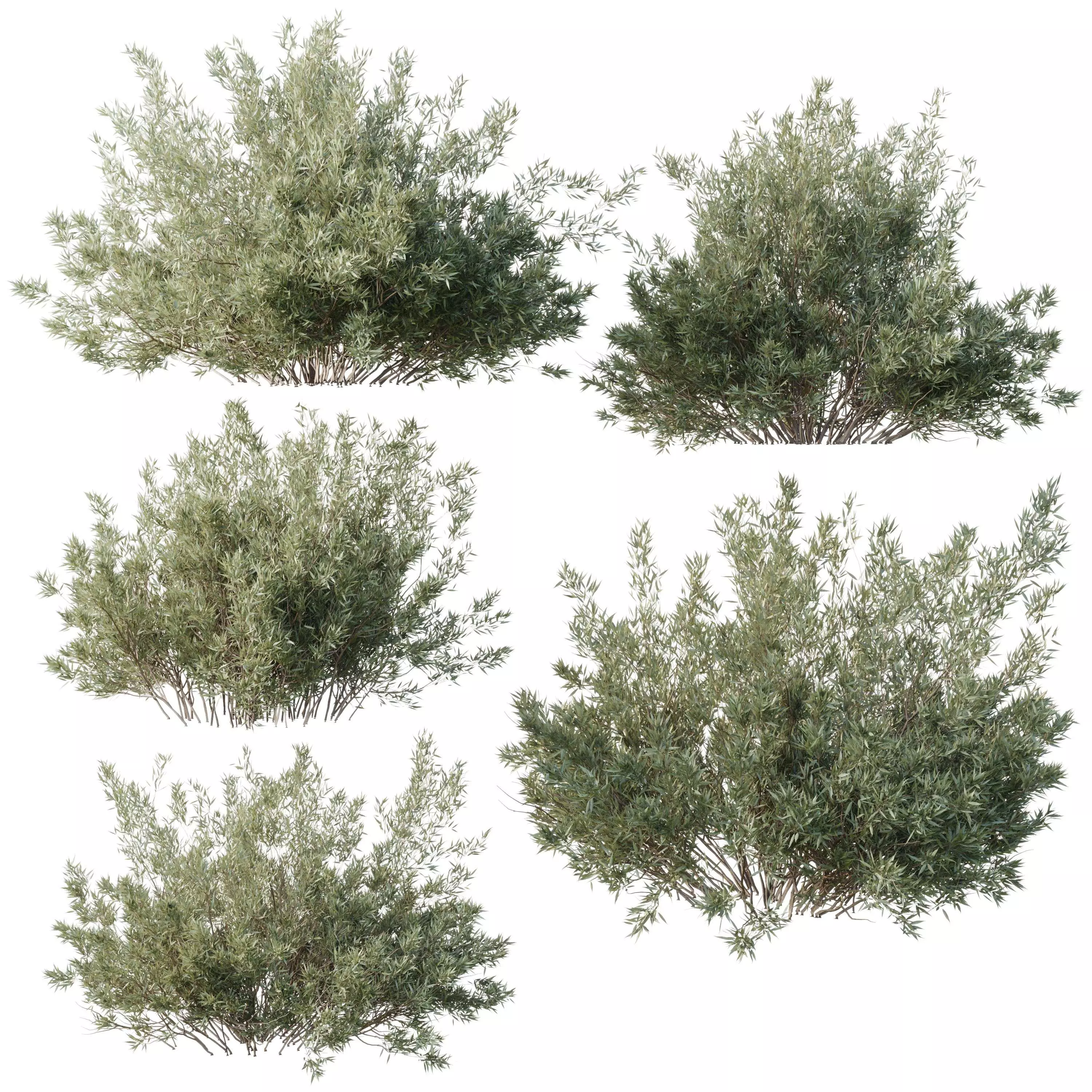 Collection mixed plants bush shrubs set 05 corona 3D model_0