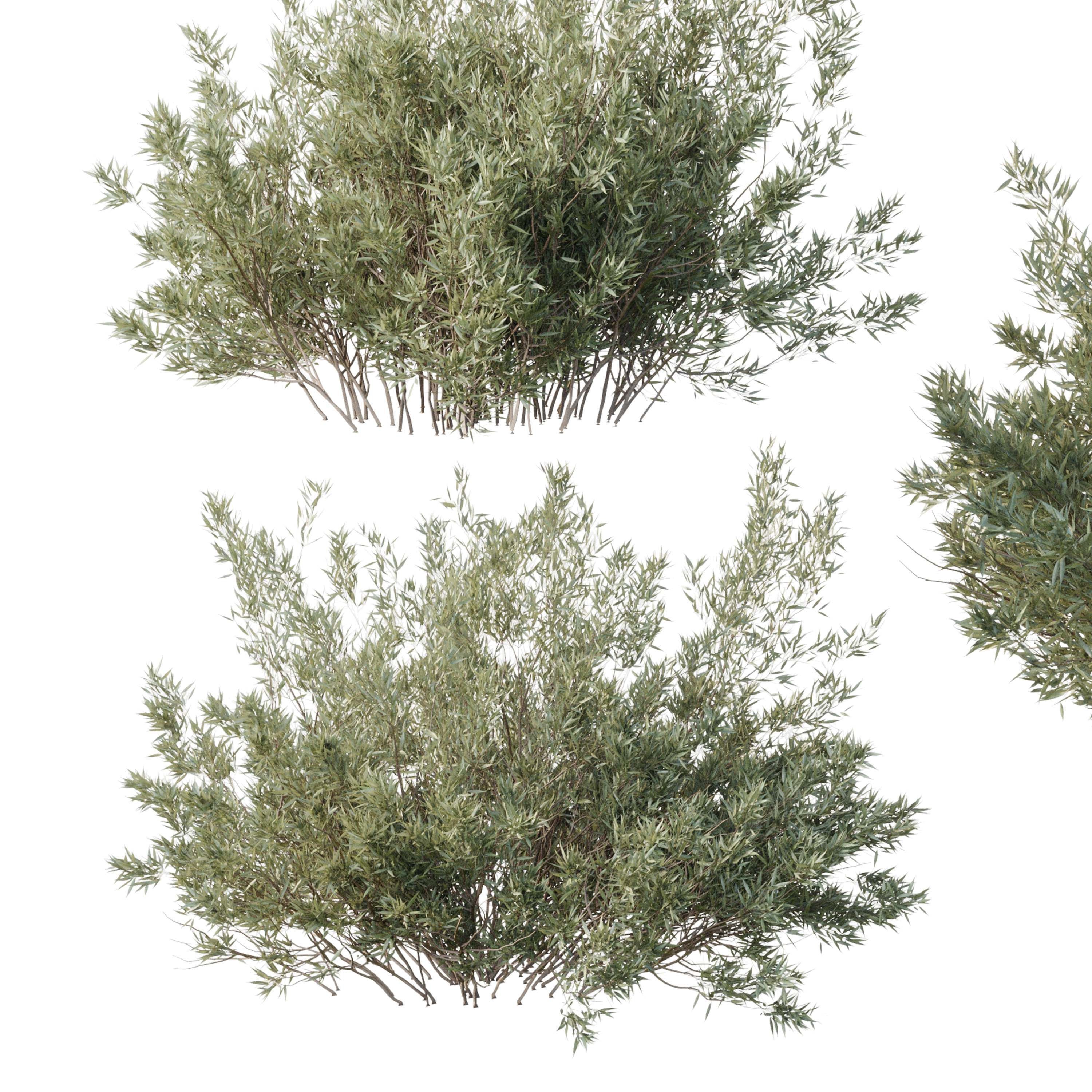 Collection mixed plants bush shrubs set 05 corona 3D model_4