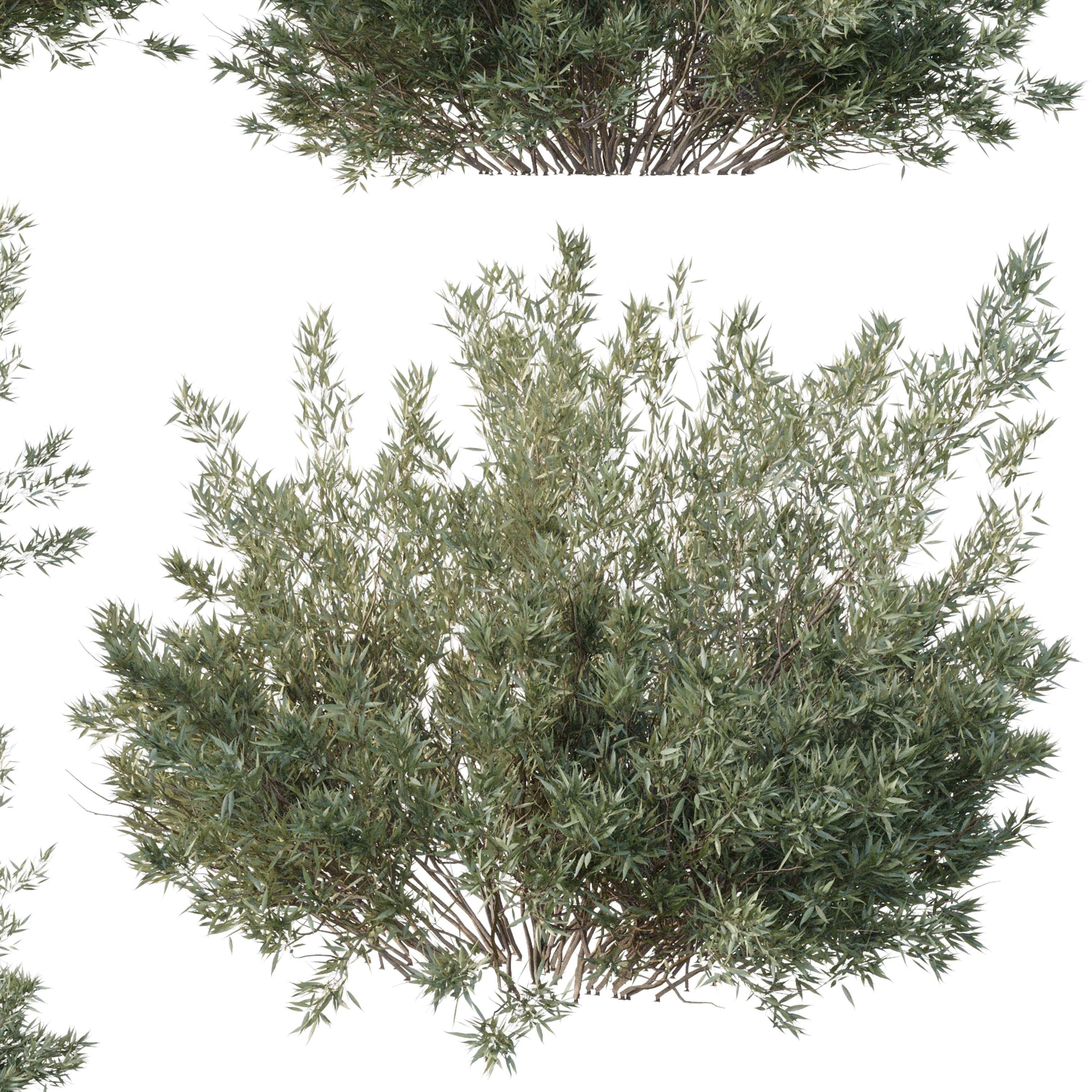 Collection mixed plants bush shrubs set 05 corona 3D model_2