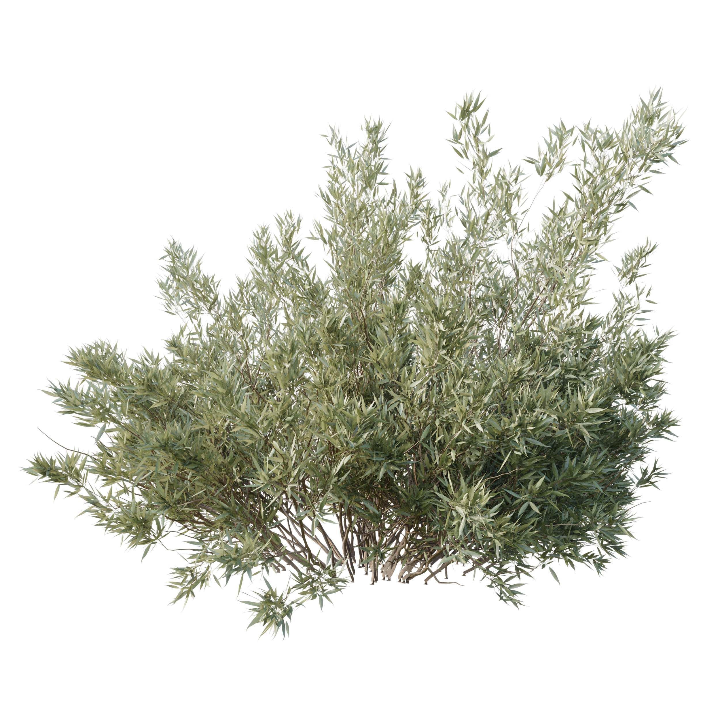Collection mixed plants bush shrubs set 05 corona 3D model_1