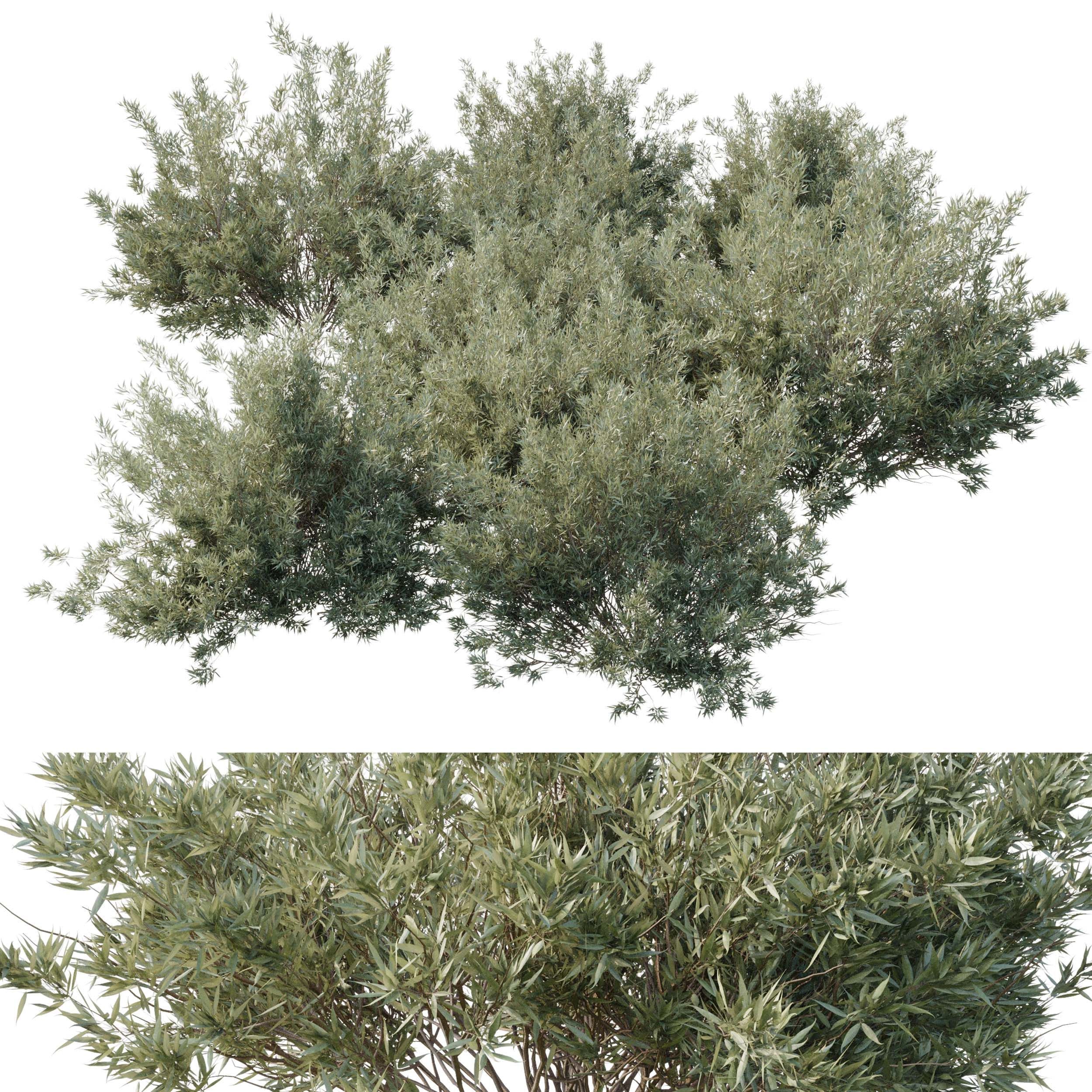 Collection mixed plants bush shrubs set 05 corona 3D model_5