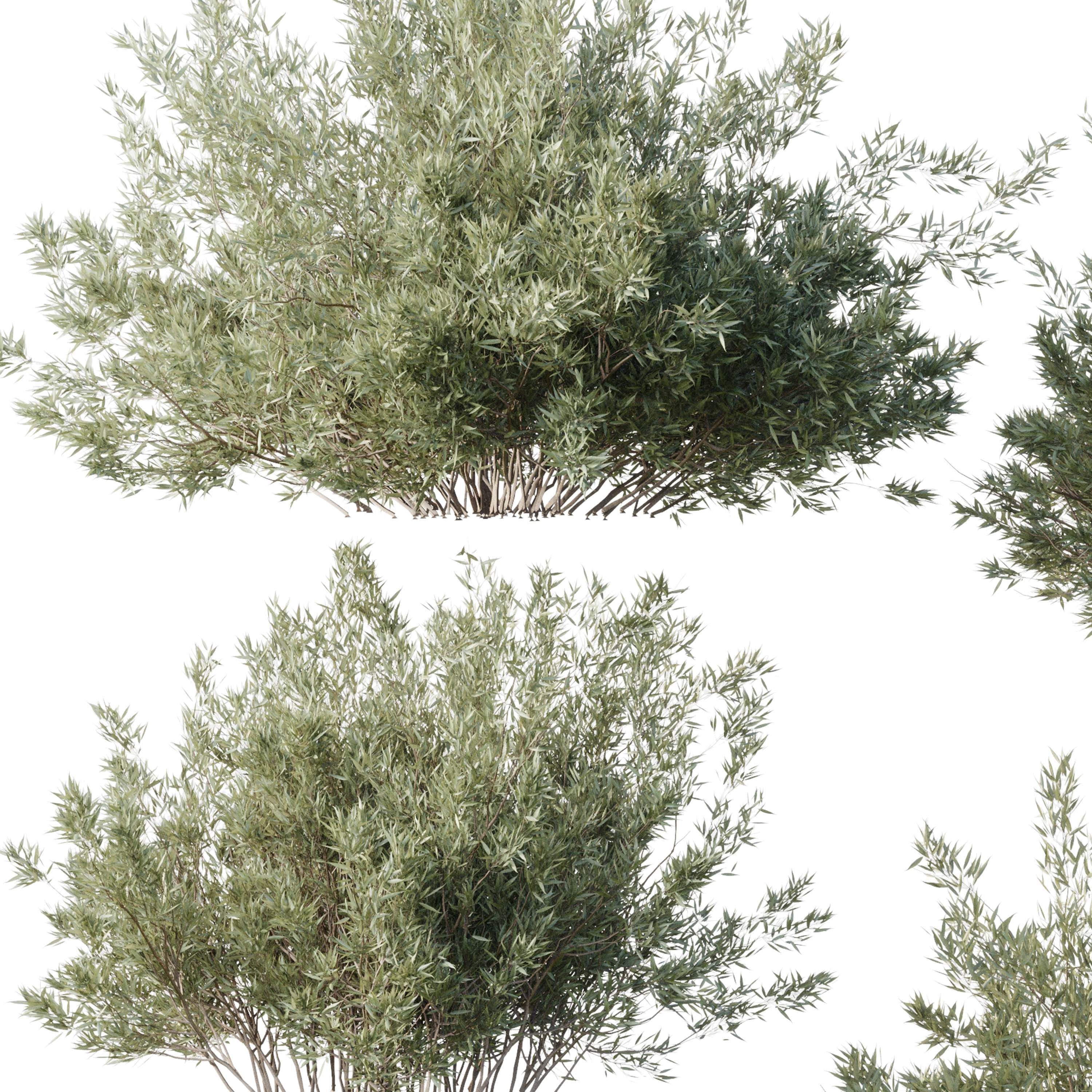 Collection mixed plants bush shrubs set 05 corona 3D model_3