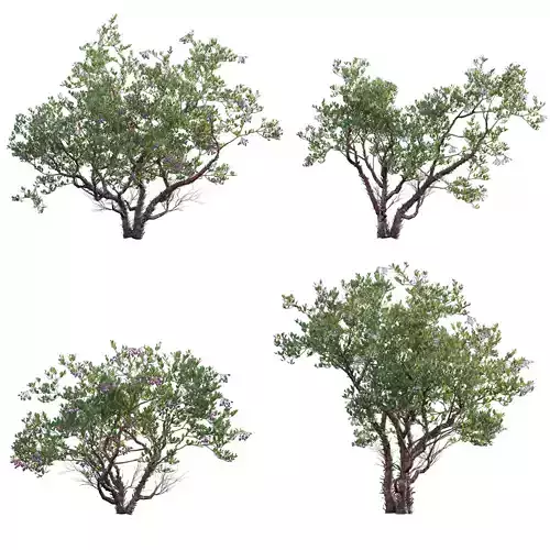 Arctostaphylos manzanita - Common Manzanita 02