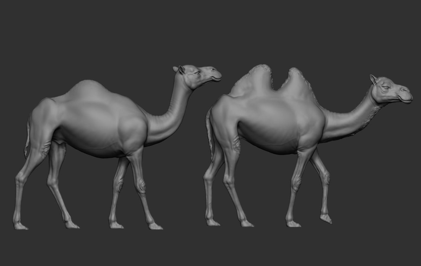 Camels  3D print model_14