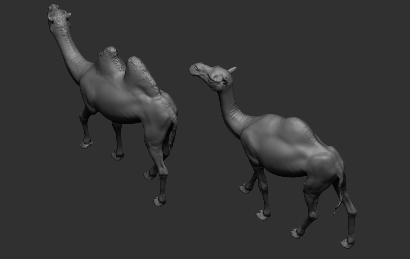 Camels  3D print model_15