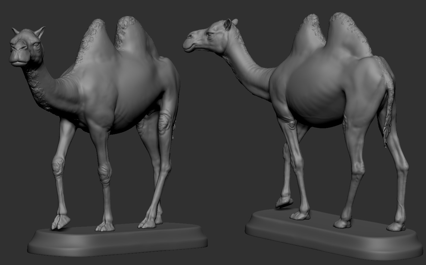 Camels  3D print model_7