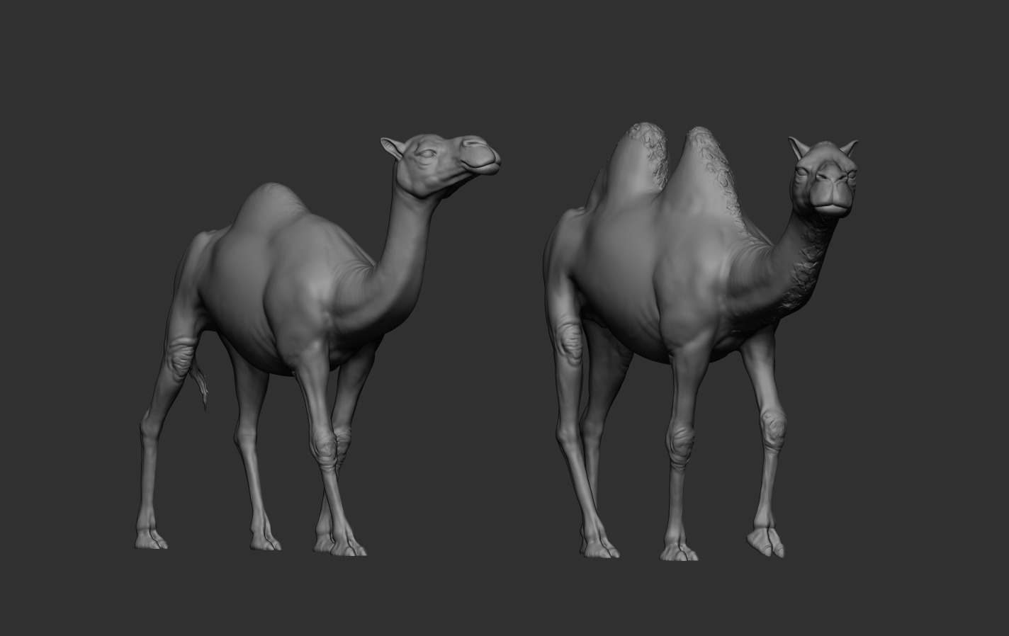 Camels  3D print model_13