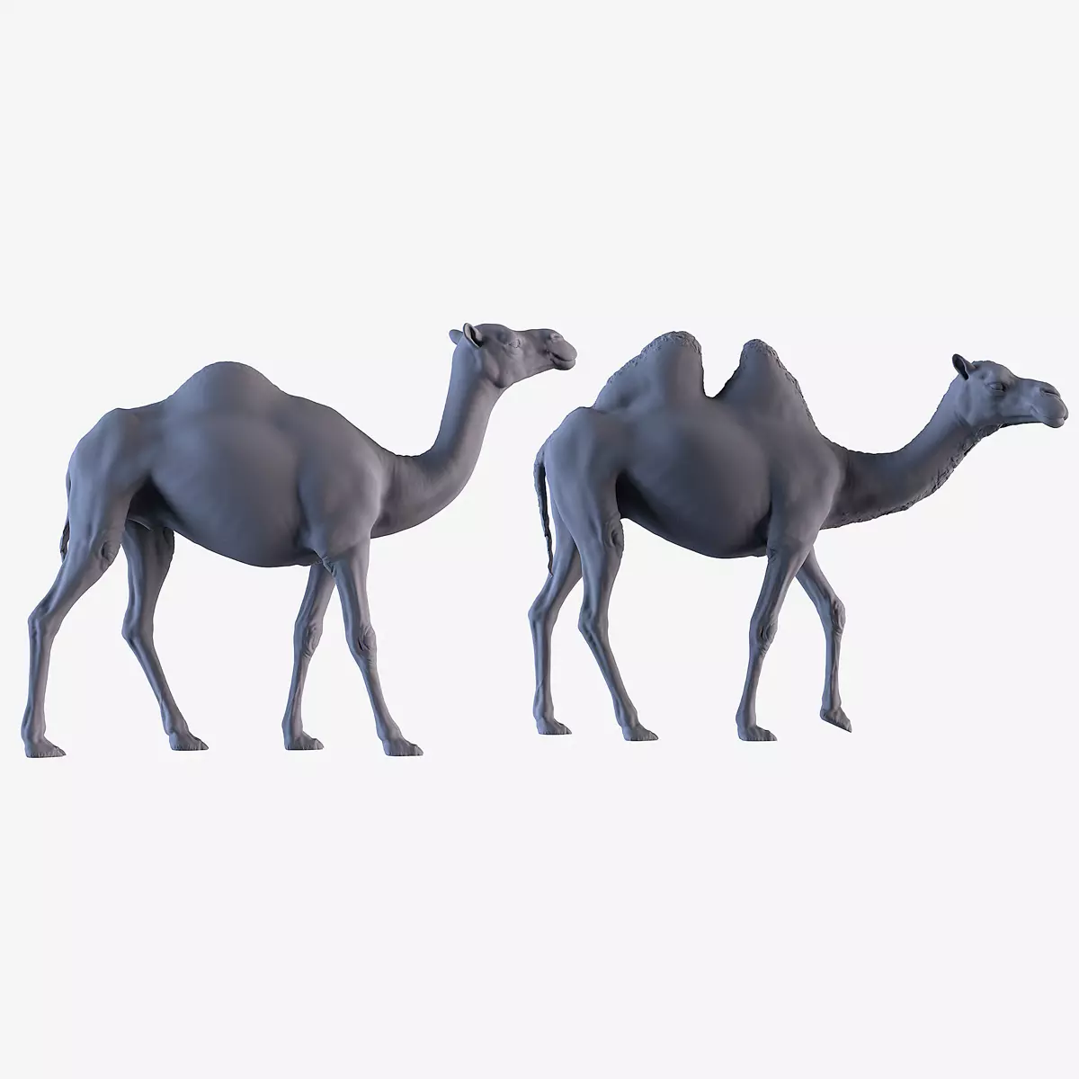 Camels  3D print model_0