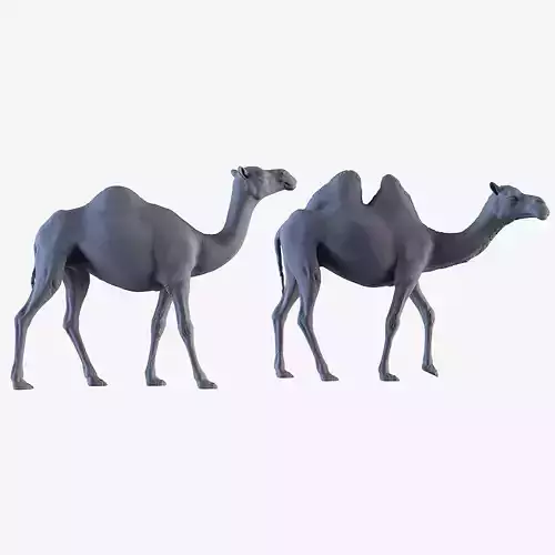 Camels  3D print model