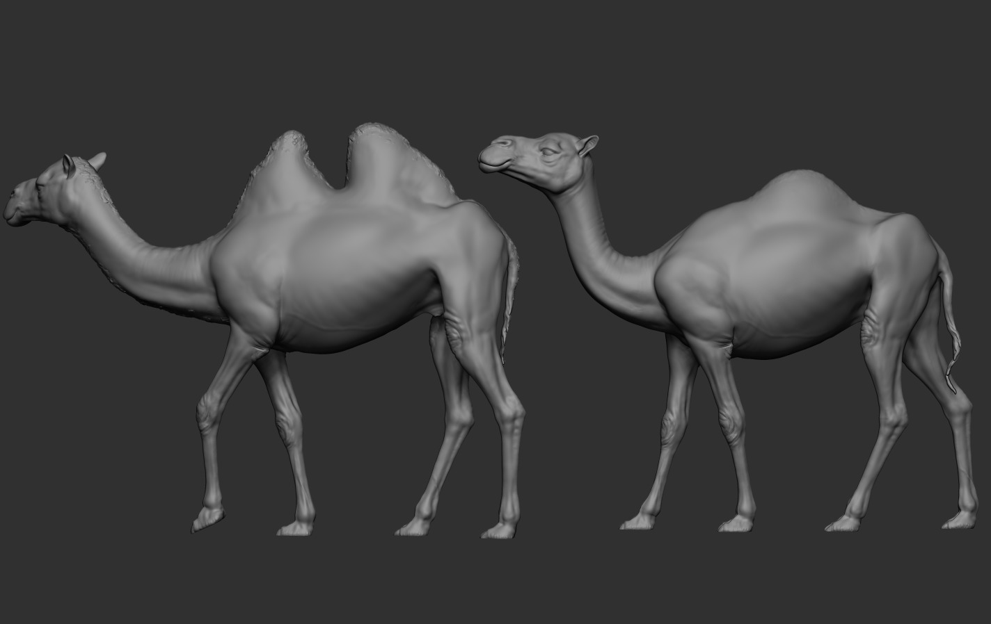 Camels  3D print model_12