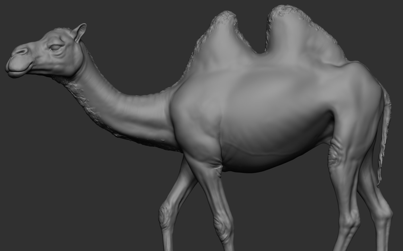 Camels  3D print model_6