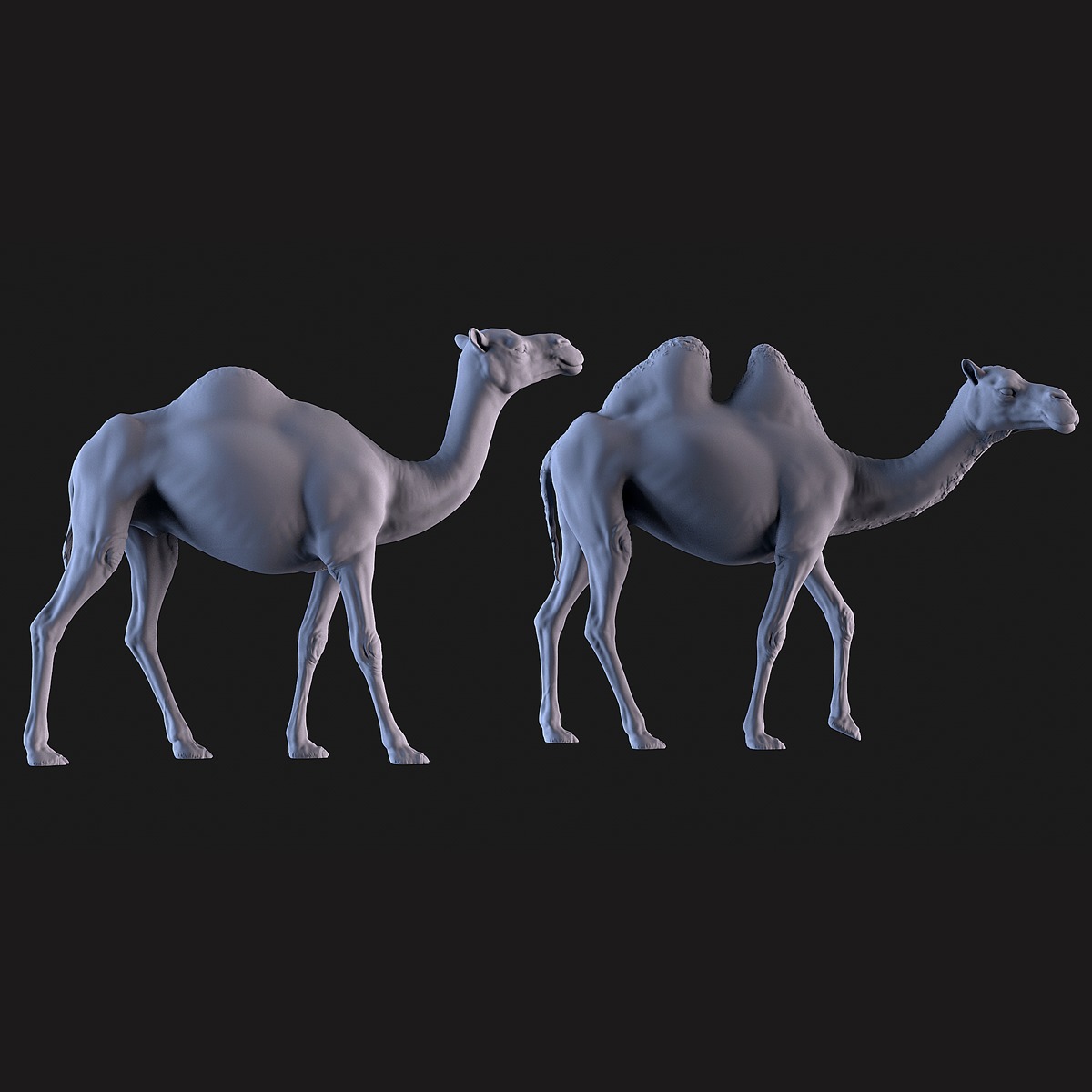 Camels  3D print model_2