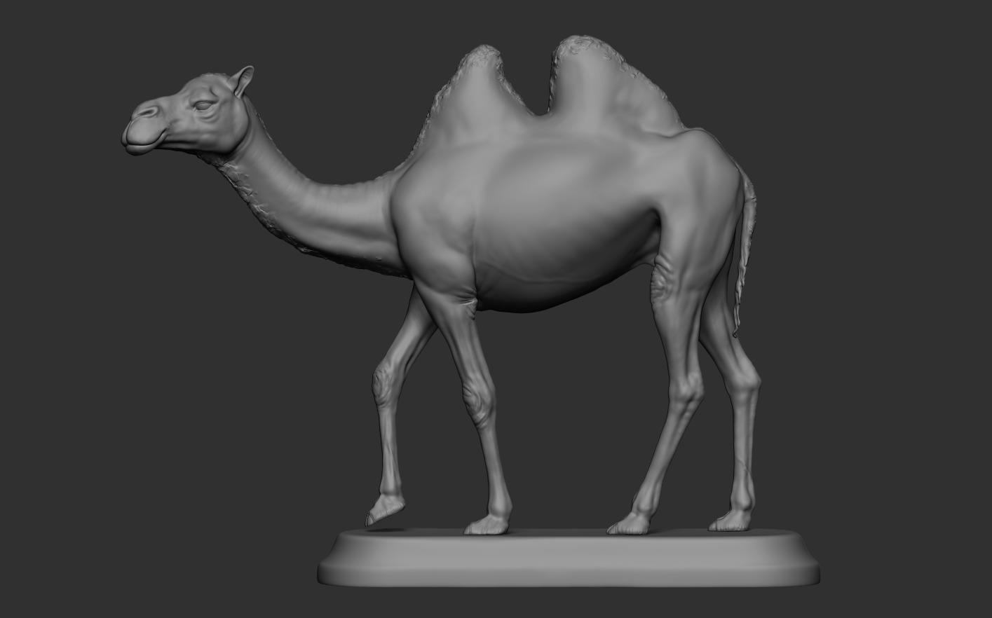 Camels  3D print model_5