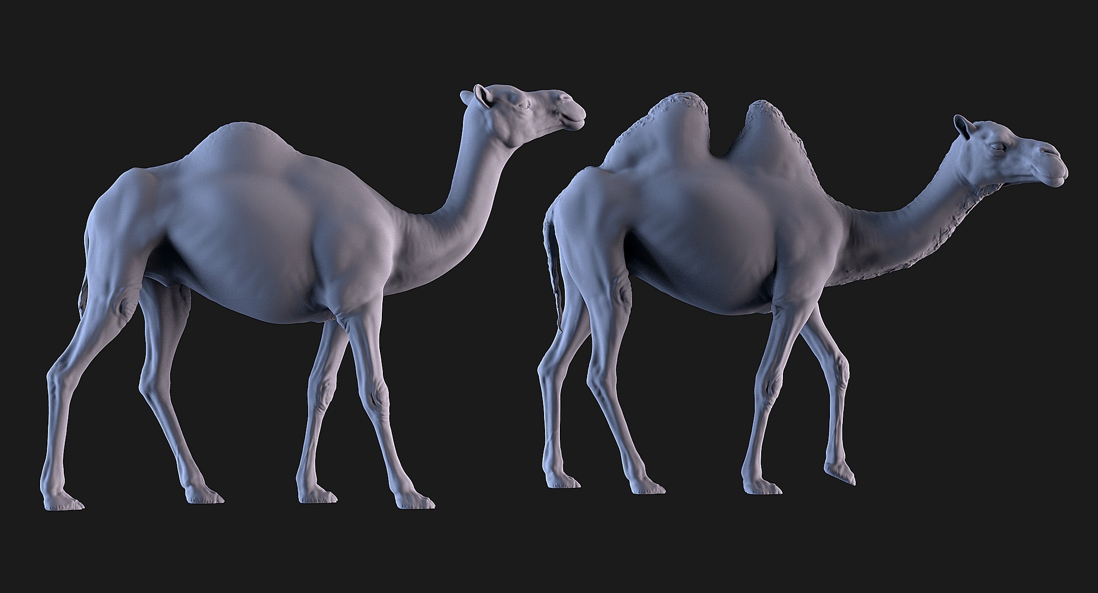 Camels  3D print model_1