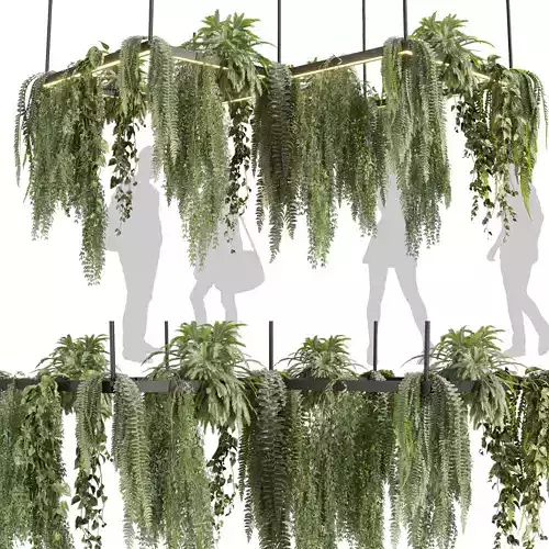 Collection plant vol 608 - Hanging - Pothos - Fern - Chandelier 