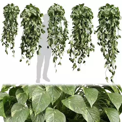 Collection plant vol 609 - Hanging - Pothos-  devils ivy 3D model
