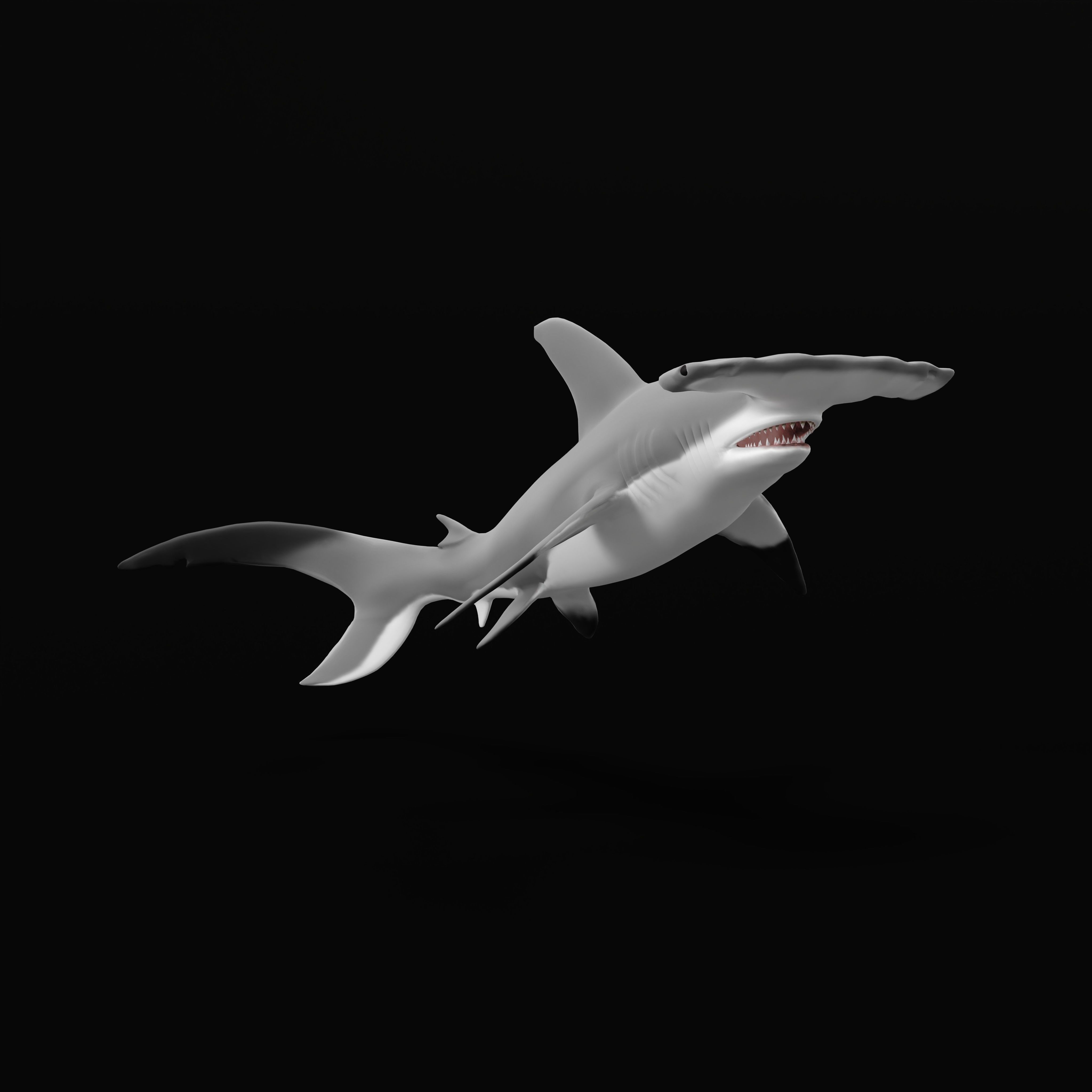 Hammerhead Shark Low-poly 3D model_38