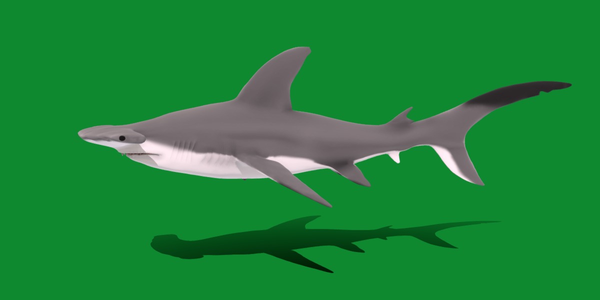 Hammerhead Shark Low-poly 3D model_10