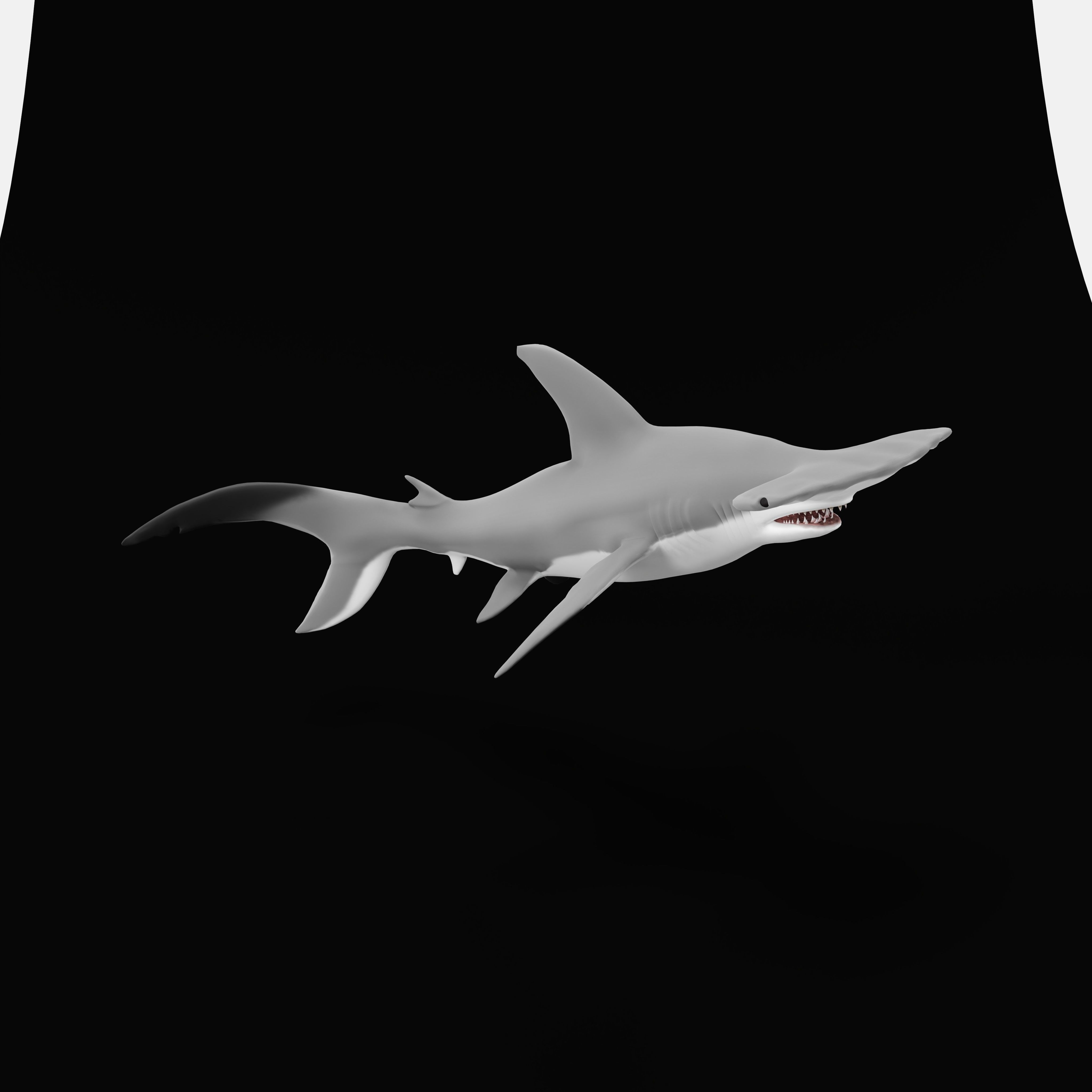 Hammerhead Shark Low-poly 3D model_41