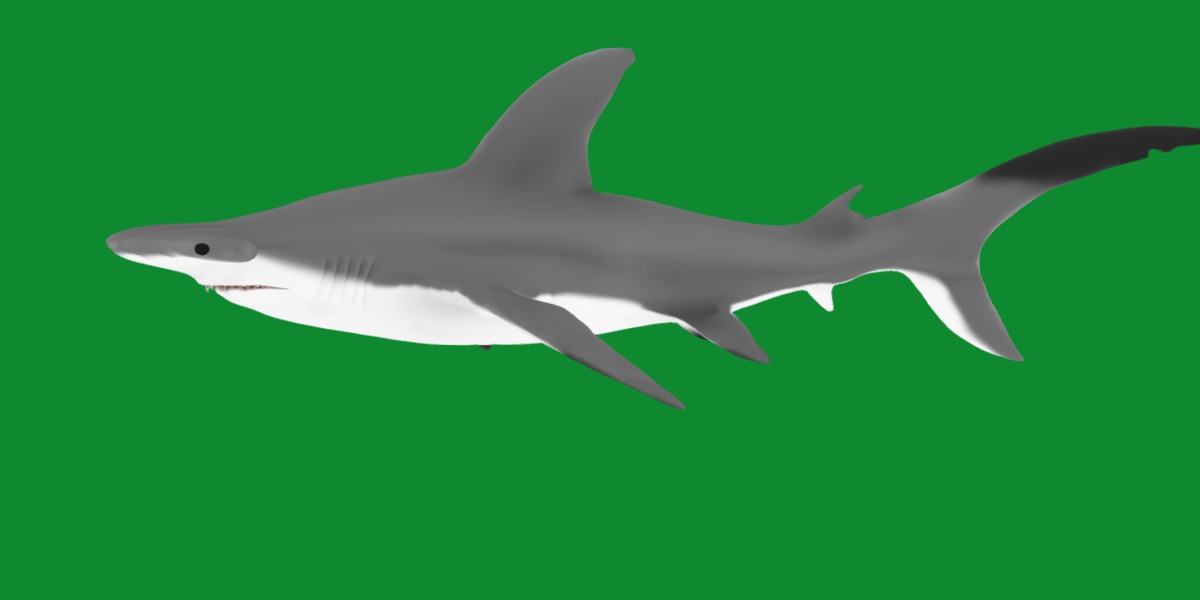 Hammerhead Shark Low-poly 3D model_7
