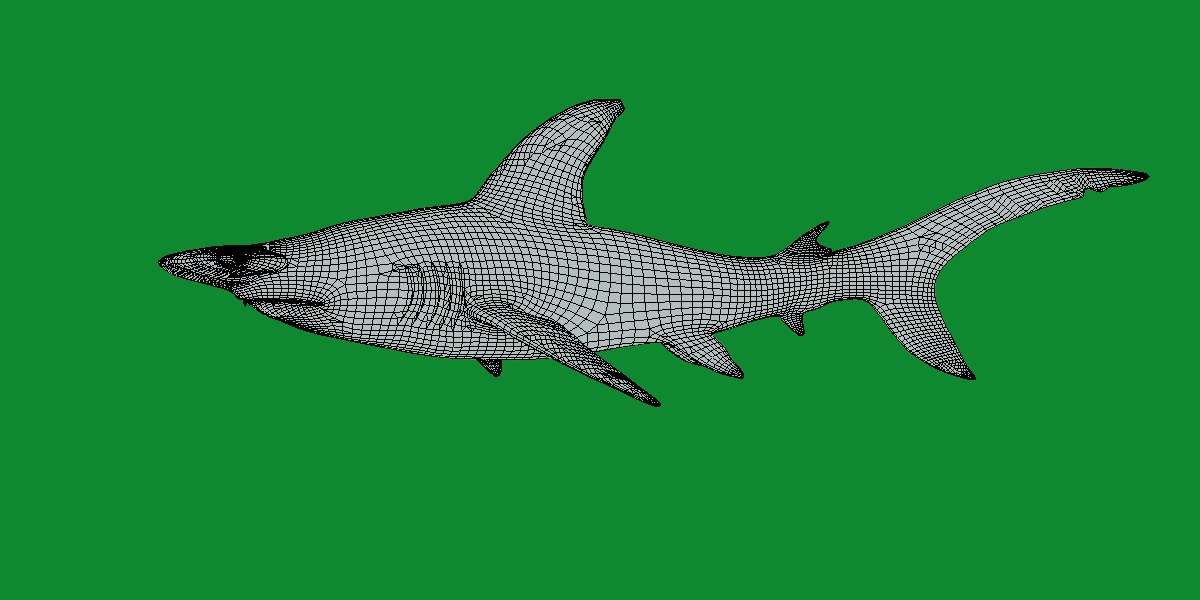 Hammerhead Shark Low-poly 3D model_20
