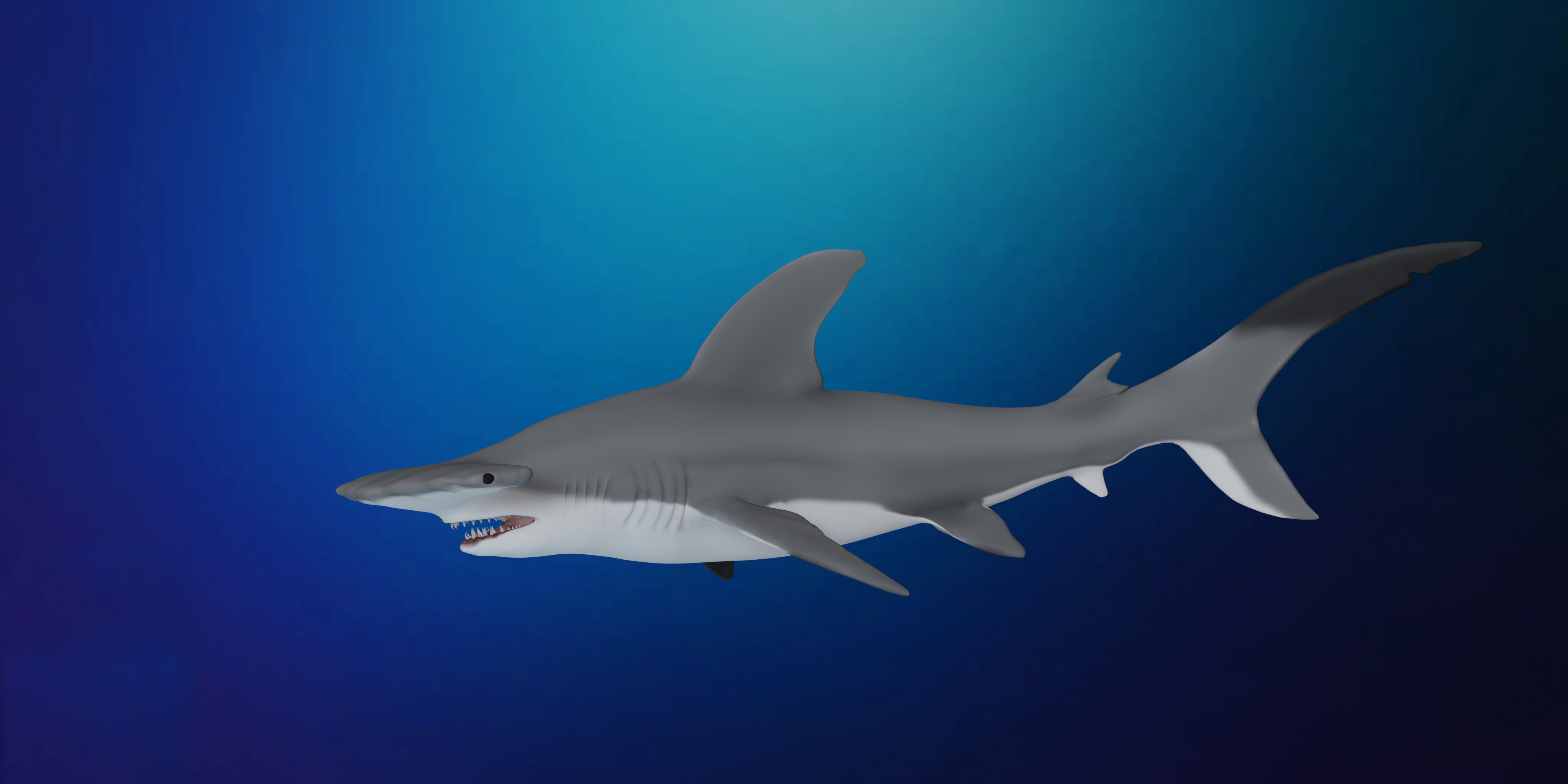 Hammerhead Shark Low-poly 3D model_4