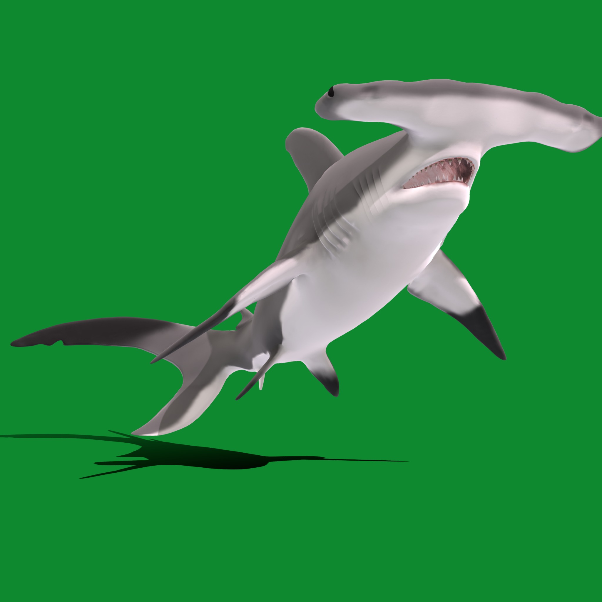 Hammerhead Shark Low-poly 3D model_26