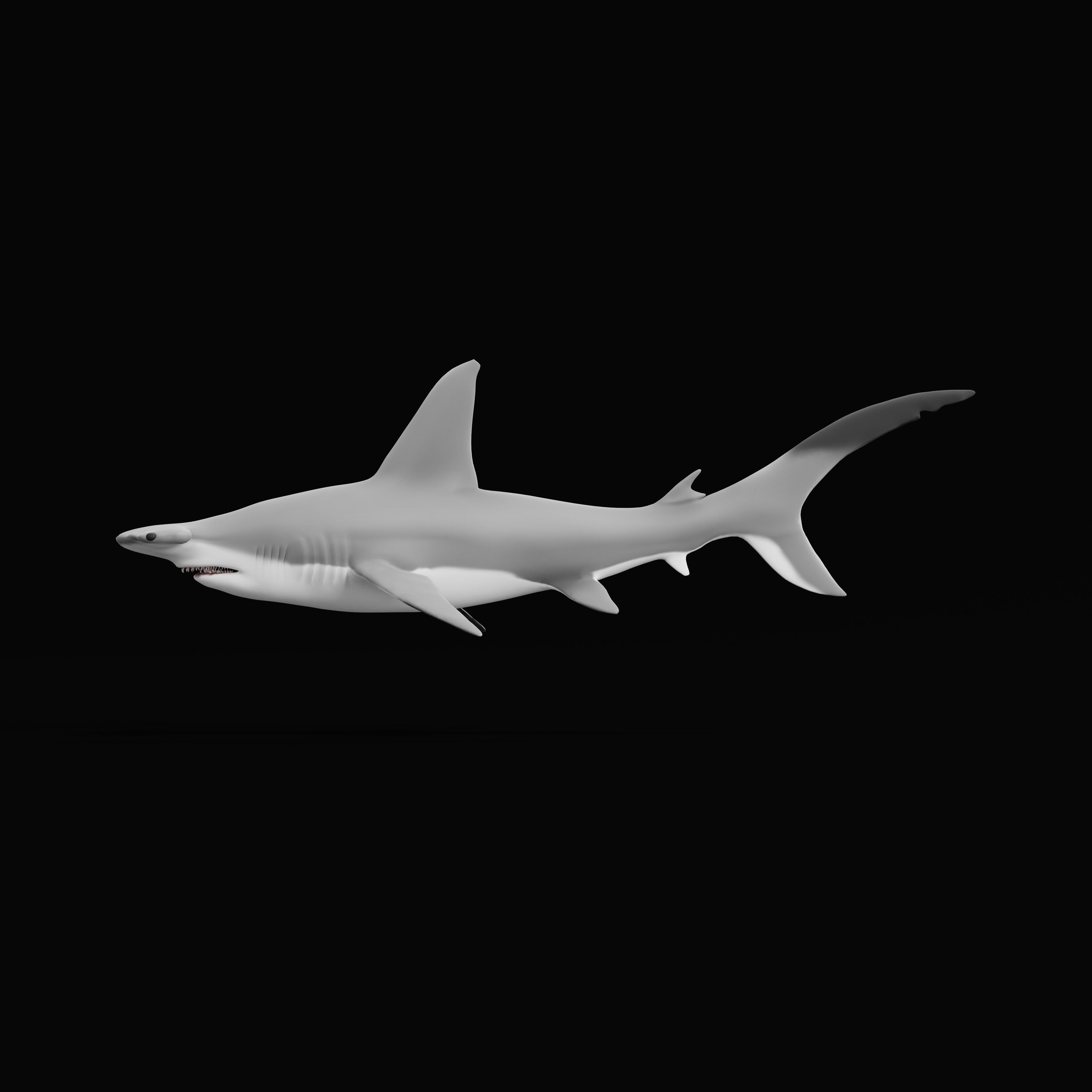 Hammerhead Shark Low-poly 3D model_37