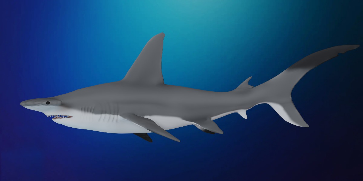 Hammerhead Shark Low-poly 3D model_27