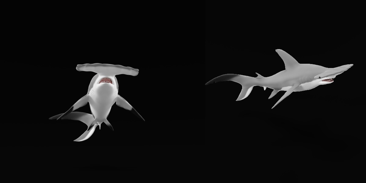 Hammerhead Shark Low-poly 3D model_16