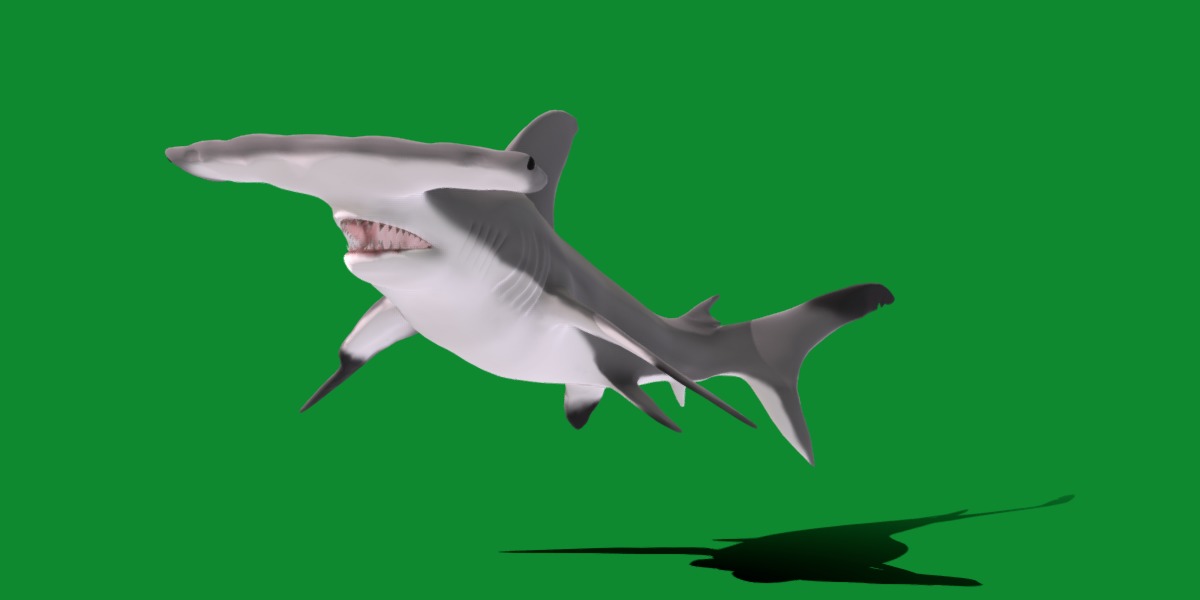 Hammerhead Shark Low-poly 3D model_31