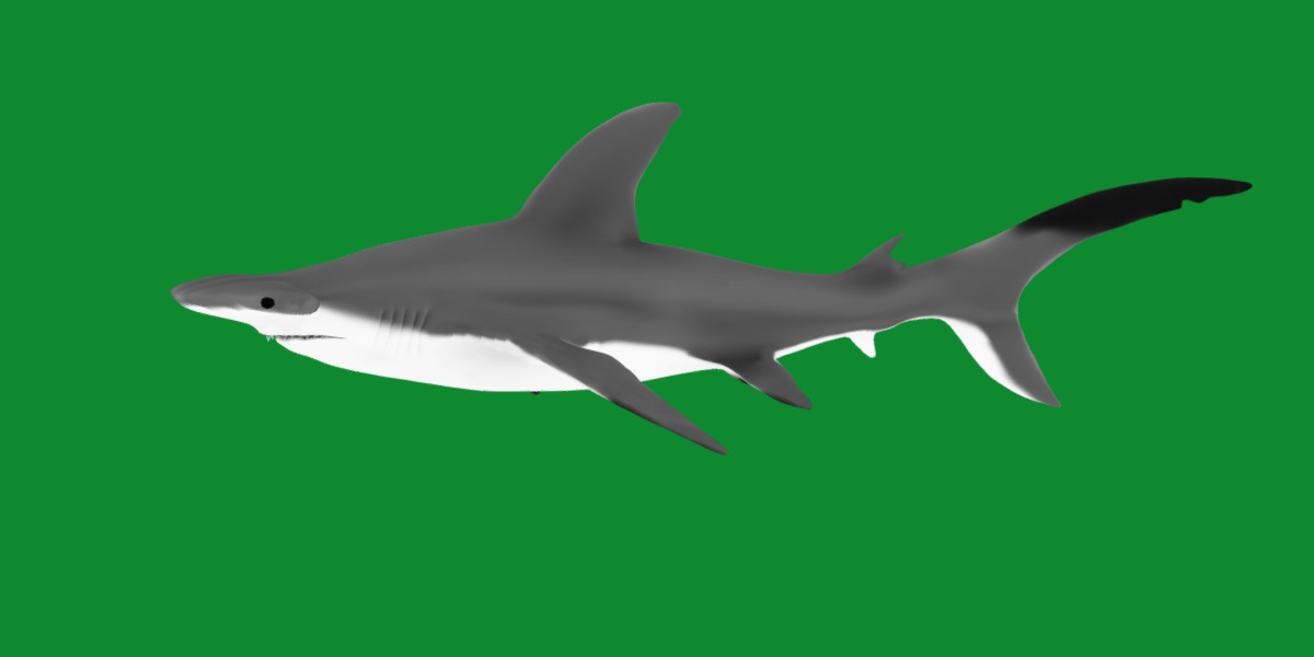 Hammerhead Shark Low-poly 3D model_14
