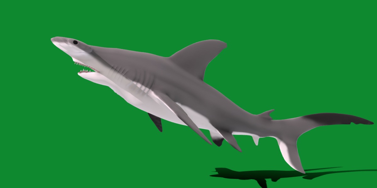 Hammerhead Shark Low-poly 3D model_32