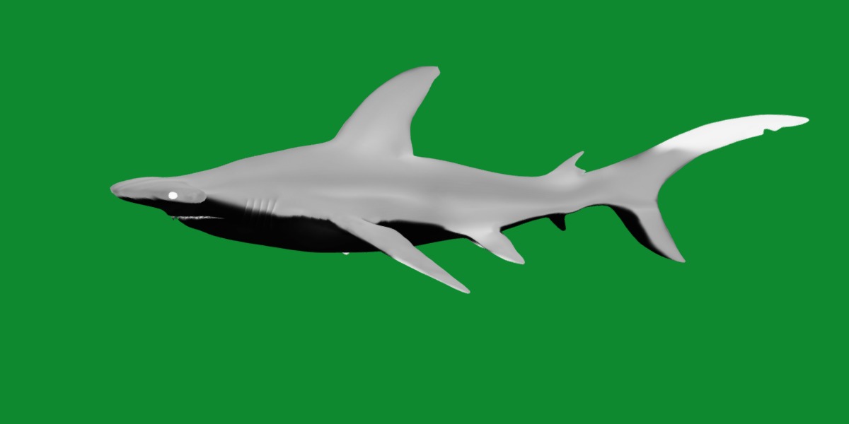 Hammerhead Shark Low-poly 3D model_13