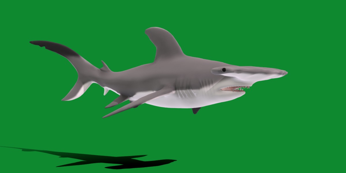 Hammerhead Shark Low-poly 3D model_28
