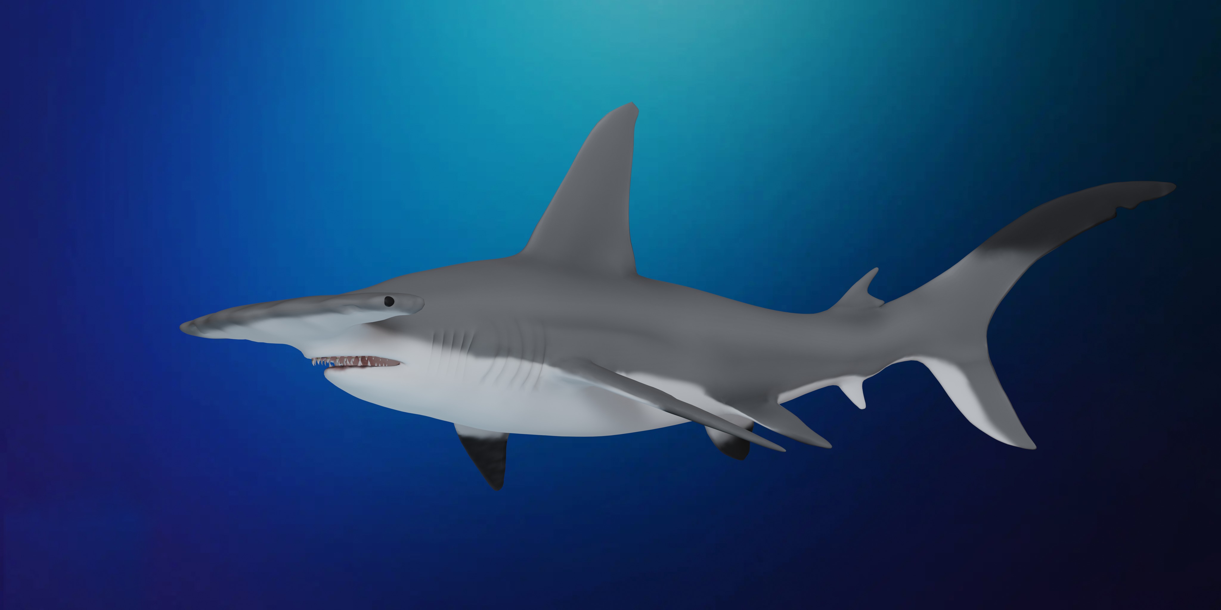 Hammerhead Shark Low-poly 3D model_9