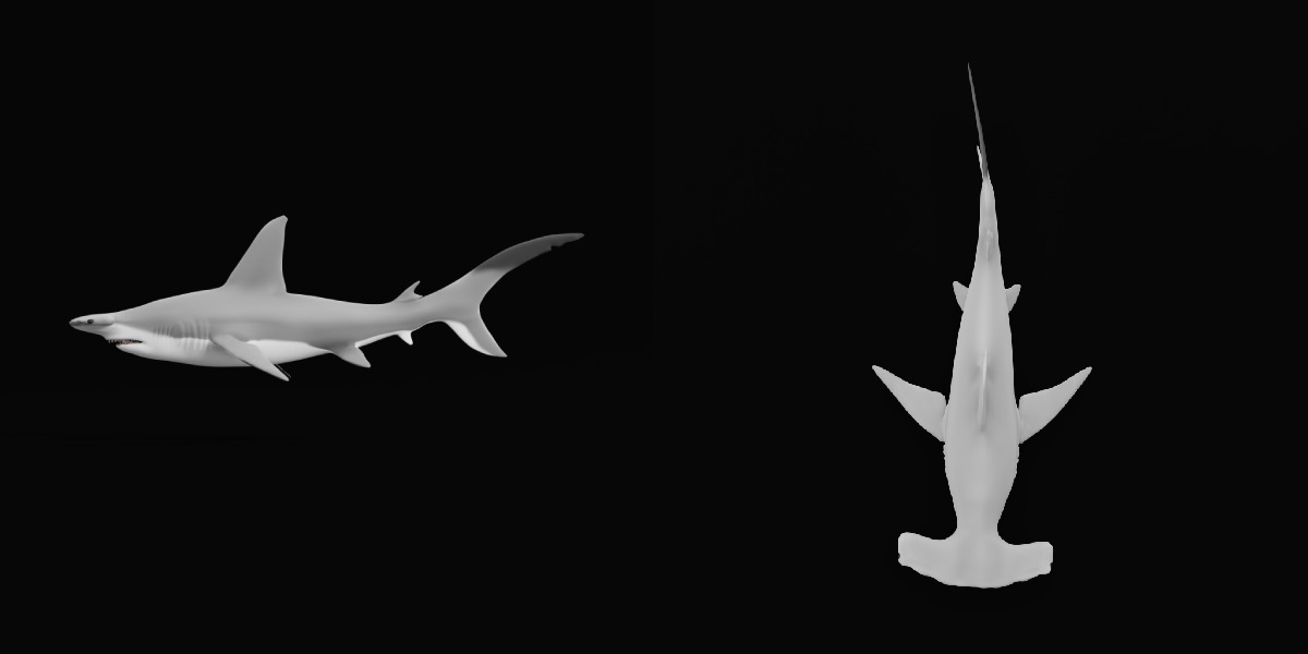 Hammerhead Shark Low-poly 3D model_3