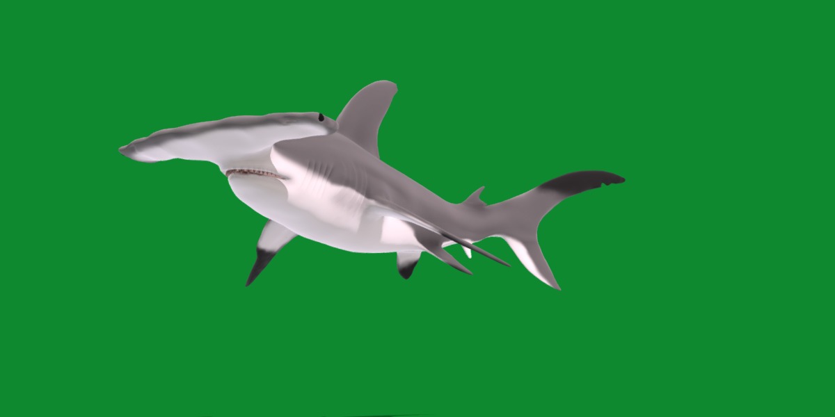 Hammerhead Shark Low-poly 3D model_25