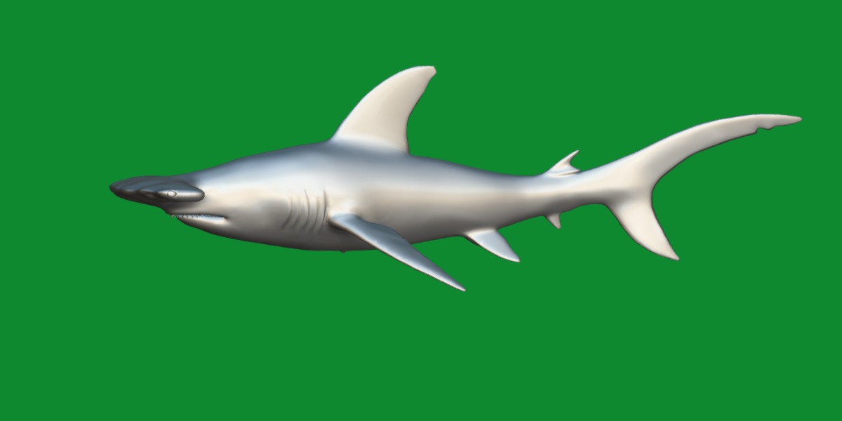 Hammerhead Shark Low-poly 3D model_15