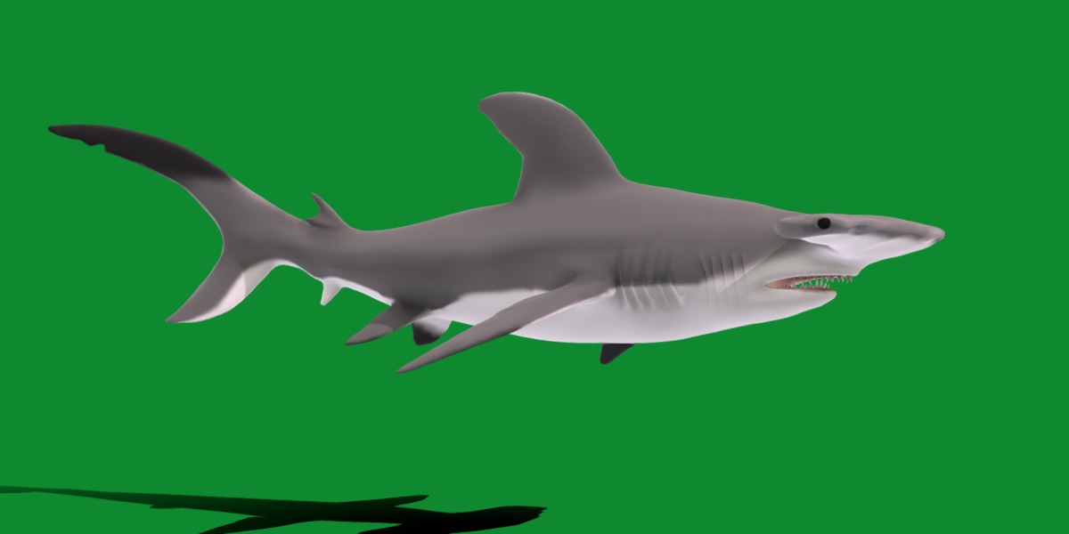 Hammerhead Shark Low-poly 3D model_29