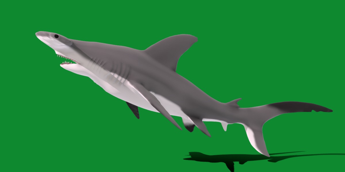Hammerhead Shark Low-poly 3D model_33
