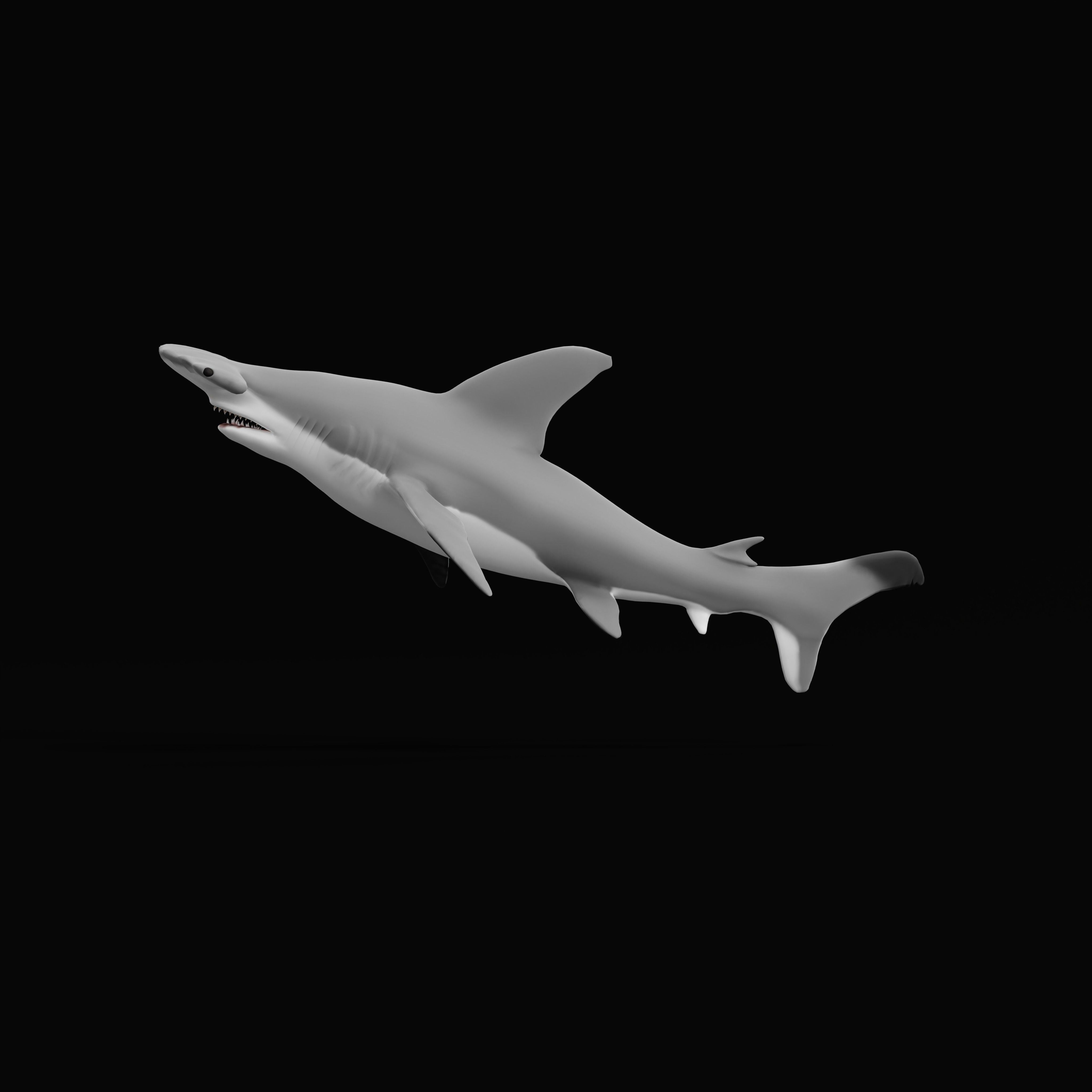 Hammerhead Shark Low-poly 3D model_40
