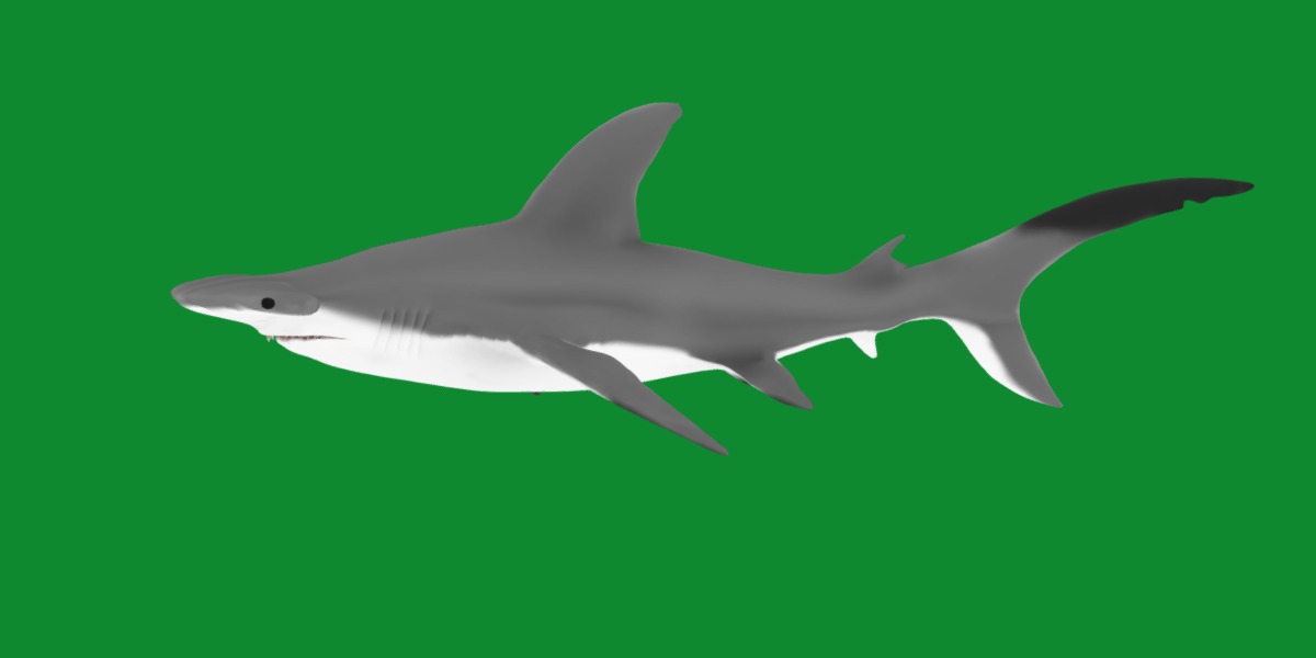 Hammerhead Shark Low-poly 3D model_8